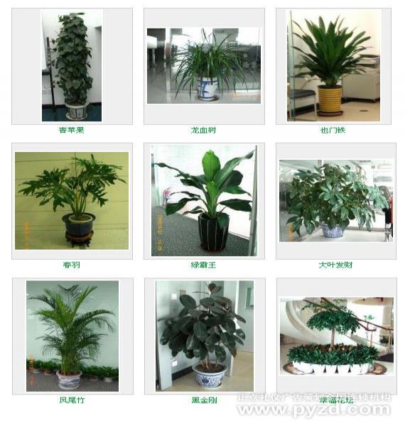 各类植物